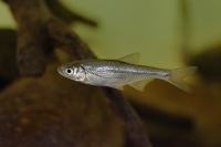 Ouklejka pruhovaná - Alburnoides bipunctatus - Chub 6781